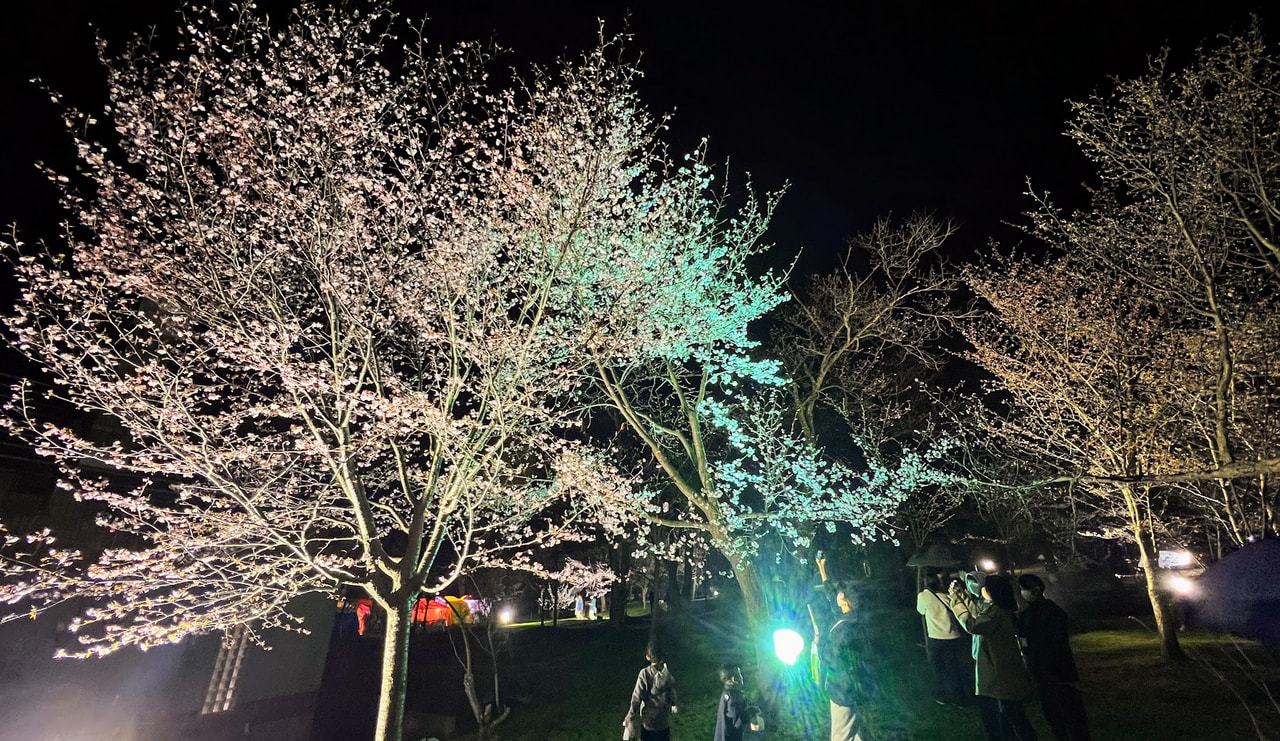 旭山公園夜桜まつり開催中